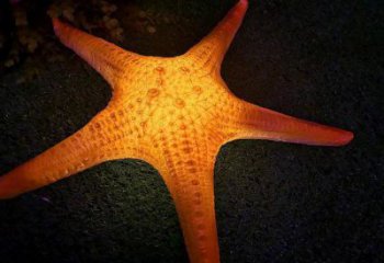 幼兒園海星雕塑，鐵藝文化雕塑，鑄造制作